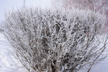 The branches of the bush in the icy glaze