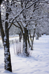 Trees in a row and covered with snow