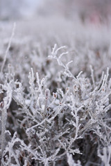 The branches of the bush in the icy glaze