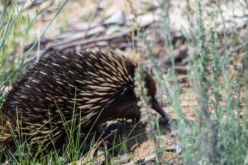 Echidna foraging in a grassy area