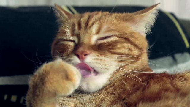 red cat gently licks its forepaw, close-up