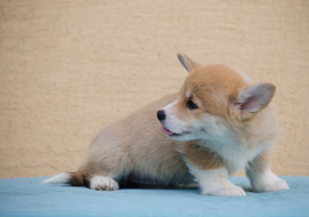 A Pembroke Welsh corgi puppy sits with its tongue sticking out.