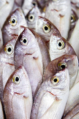 fish, food, market, fresh, seafood, sea, fishing, raw, healthy, animal, red, mackerel, freshness, cooking, ice, nutrition, catch, closeup, ocean, mullet, silver, delicious, meal, ingredient, fish mark