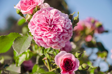 beautiful flower of fragrant rose in the garden