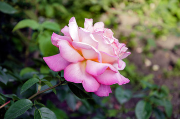 beautiful flower of fragrant rose in the garden