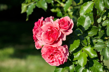 beautiful flower of fragrant rose in the garden