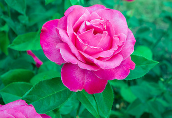beautiful flower of fragrant rose in the garden
