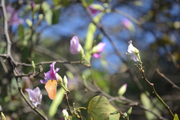 A flor e a borboleta