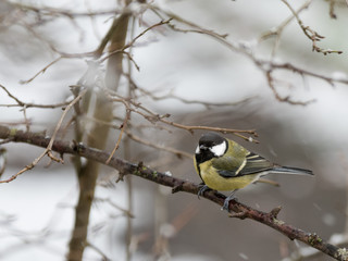 Obraz premium Mésange charbonnière durant l'hiver