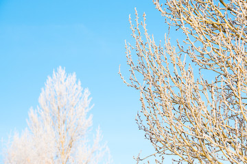 Frosted tree in frosty day against the blue sky