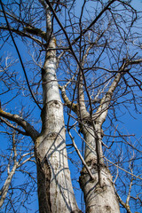 Obraz premium tree, sky, nature, forest, birch, blue, branch, trees, bark, autumn, trunk, spring, winter, branches, wood, plant, park, green, leaf, season, leaves, flora, tall, foliage, landscape