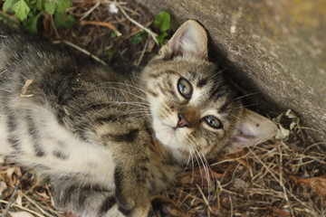 Obraz premium Cat lying down
