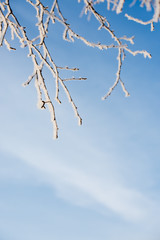Obraz premium Frosted tree in frosty day against the blue sky