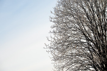 Frosted tree in frosty day against the blue sky
