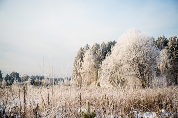Frosted tree in frosty day against the blue sky