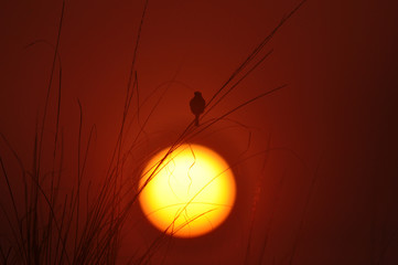 bird with sun