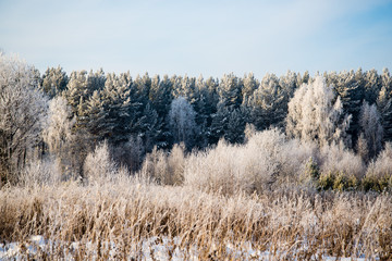 Frosted tree in frosty day against the blue sky