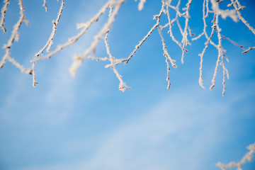 Frosted tree in frosty day against the blue sky