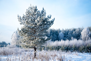 Frosted tree in frosty day against the blue sky