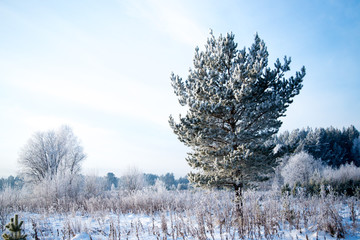 Frosted tree in frosty day against the blue sky