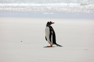 A Gentoo penguin stands on the beach in The Neck on Saunders Island, Falkland Islands