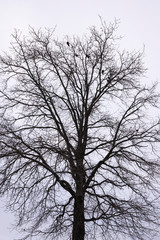 Fototapeta na wymiar Winter tree with birds