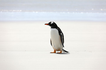 A Gentoo penguin stands on the beach in The Neck on Saunders Island, Falkland Islands