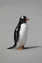 Fototapeta premium A Gentoo penguin stands on the beach in The Neck on Saunders Island, Falkland Islands