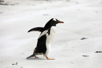 A single Gentoo penguin runs across the beach in The Neck on Saunders Island, Falkland Islands