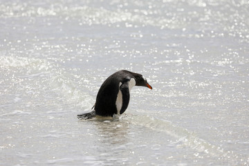 A penguin is standing in the shallow surf on the beach in The Neck on Saunders Island, Falkland Islands