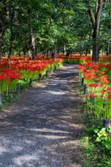 巾着田曼珠沙華公園の風景