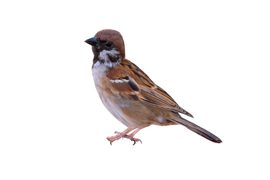 House Sparrow Isolated On White Background ,Beautiful Bird