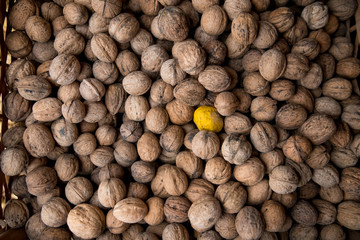 Walnuts with and without shells (filling the picture). Background of fresh walnuts.