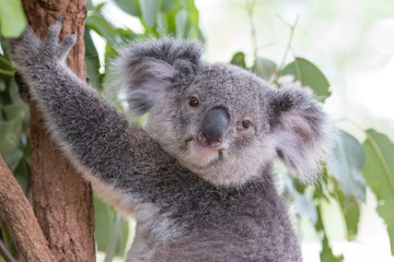 koala portrait looking into camera
