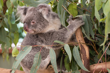 koala sitting on a tree