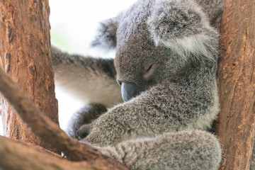cute koale sleeping on a tree