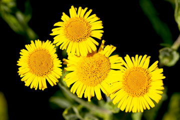 Flowers of Common Fleablane, (Pulicaria dysenterica), West Sussex, England, UK.