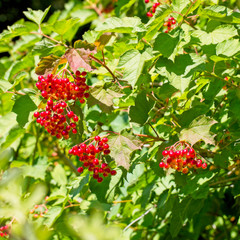 Red berries of a fruiting Guelder Rose (Viburnum opulus), West Sussex, England, UK.