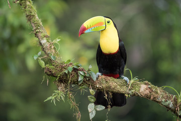Toucan Ramphastos sulfuratus sitting on a branch