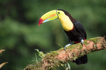Toucan Ramphastos sulfuratus sitting on a branch