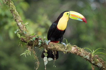 Toucan Ramphastos sulfuratus sitting on a branch
