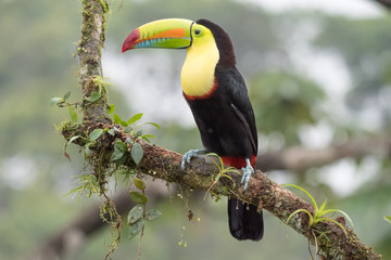Toucan Ramphastos sulfuratus sitting on a branch