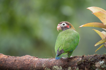 brown hooded parrot turns around