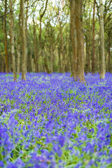 Obraz premium Bluebell flowers (Hyacinthoides non-scripta) growing in shaded forest in Spring, United Kingdom