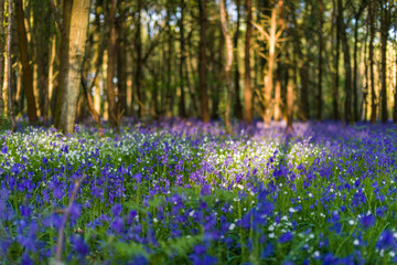 Bluebell flowers (Hyacinthoides non-scripta) growing in shaded forest in Spring, United Kingdom