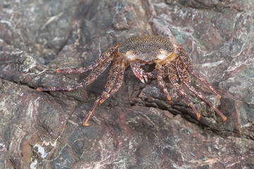 Crab well camouflaged on a stone