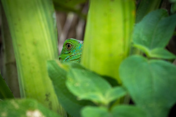 jesus christ lizard hiding behind the leaves