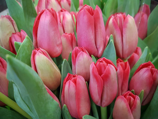 Fototapeta premium Flowers tulip, close-up.
