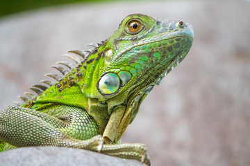 side portrait of green iguana