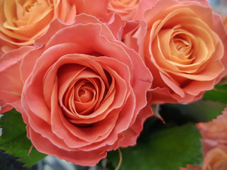 Bouquets of roses, close-up